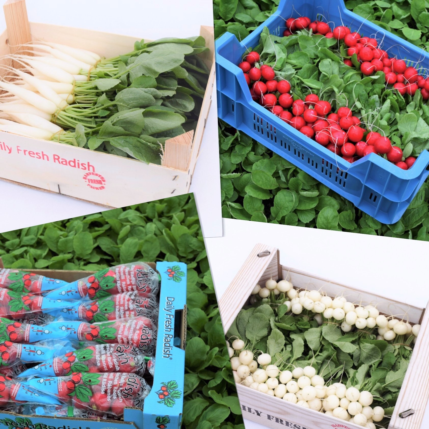 Producten